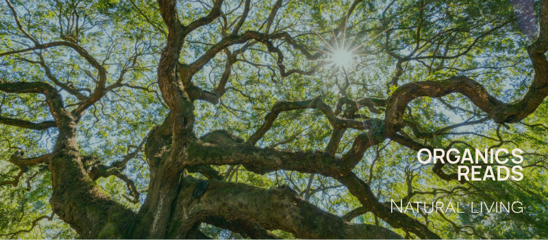 A Beginner’s Guide to Natural Living: Healthy Ingredients and Self-Care