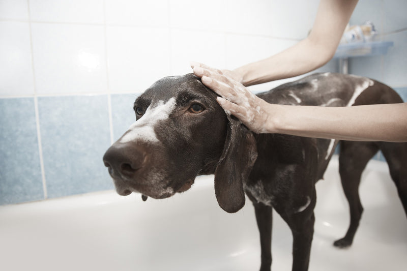 Brown hound type dog is getting a shampoo in the bath. Two human hands are soaping his coat.