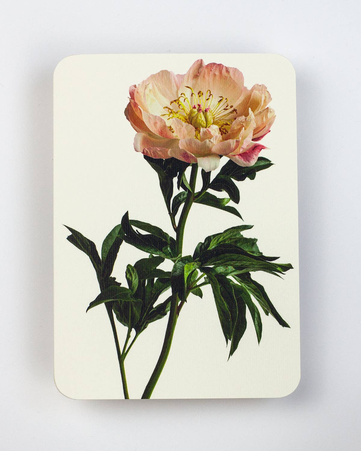 Peony Flower - Greeting Card - Blank