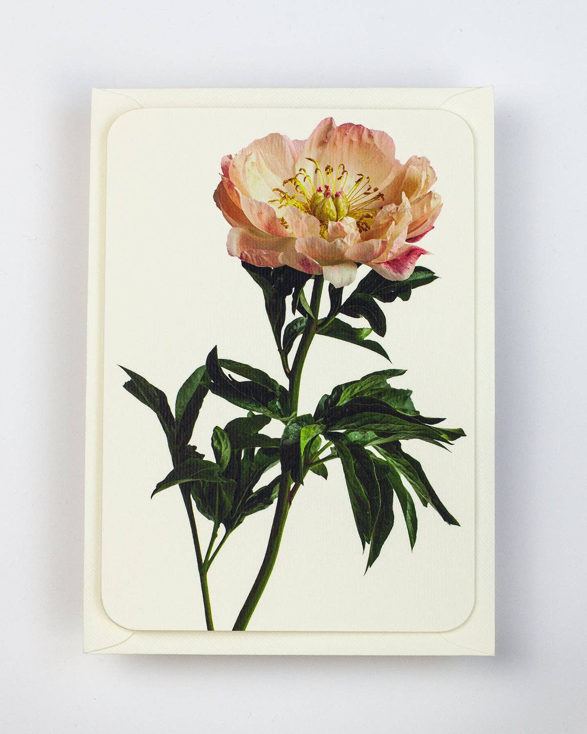 Peony Flower - Greeting Card - Blank