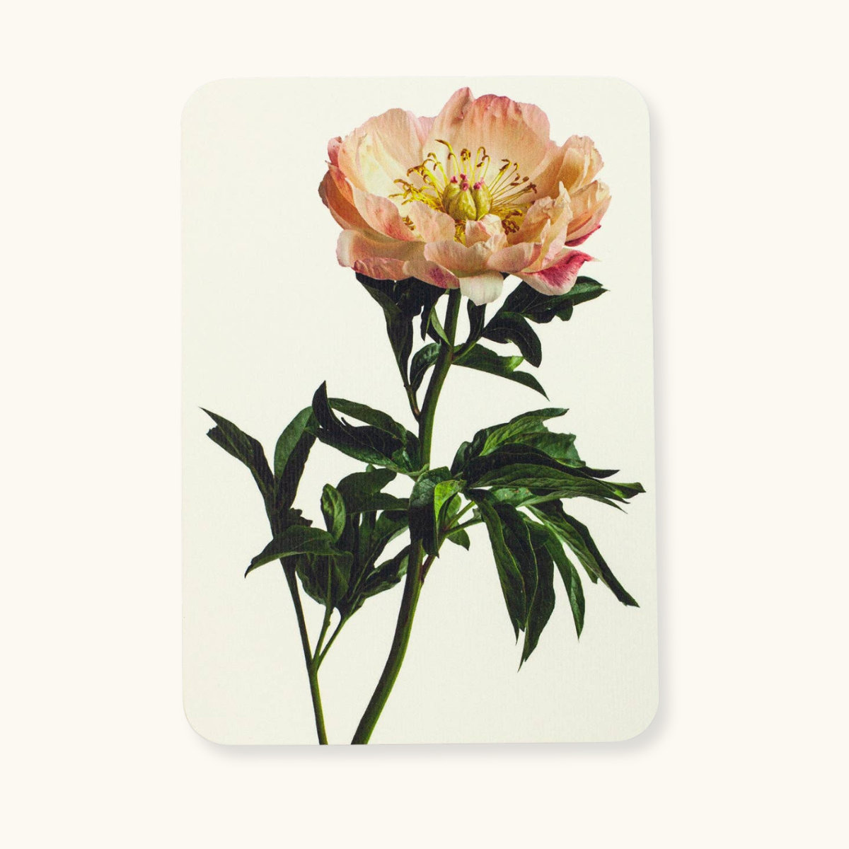 Peony Flower - Greeting Card - Blank