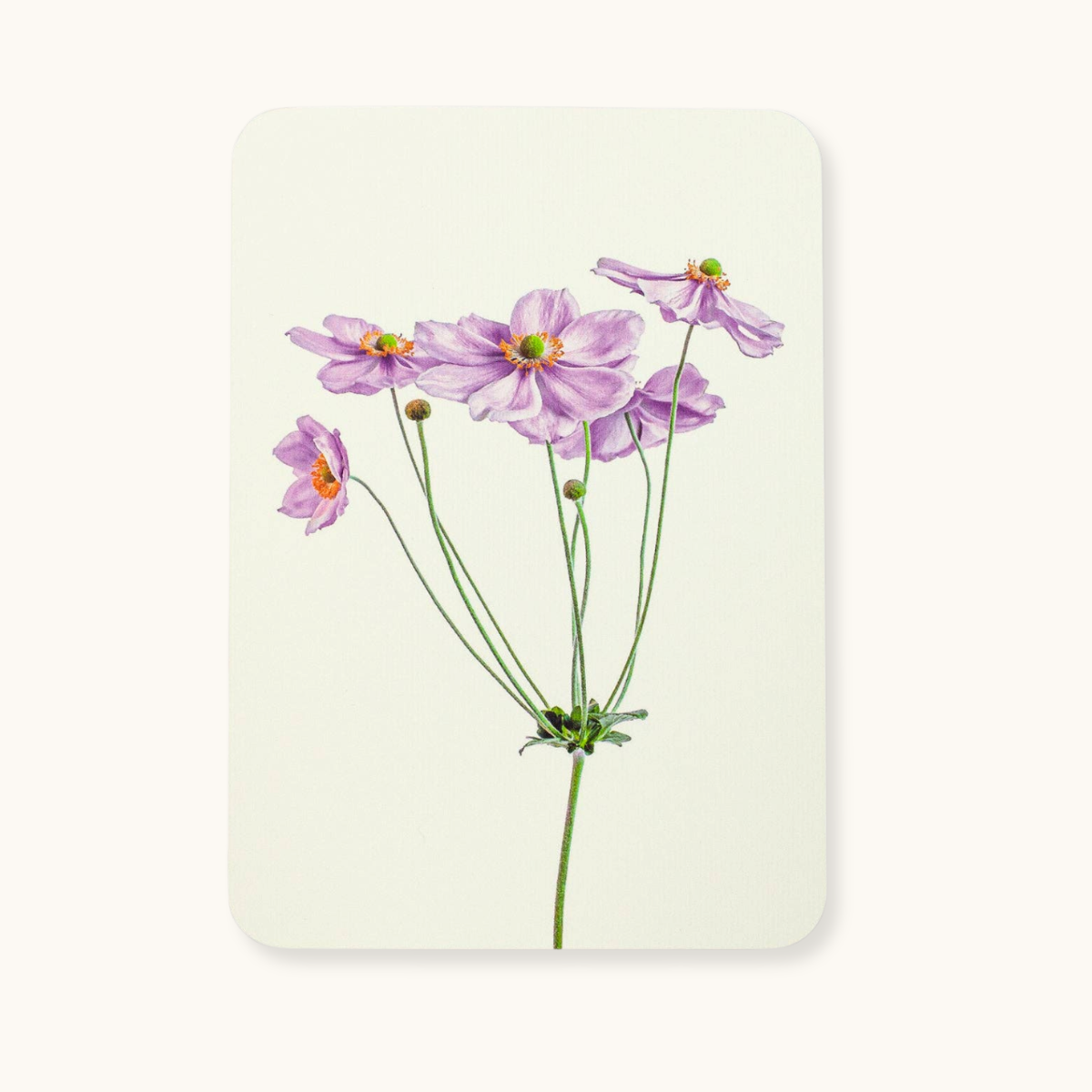 Anemone Greeting Card ~ Blank