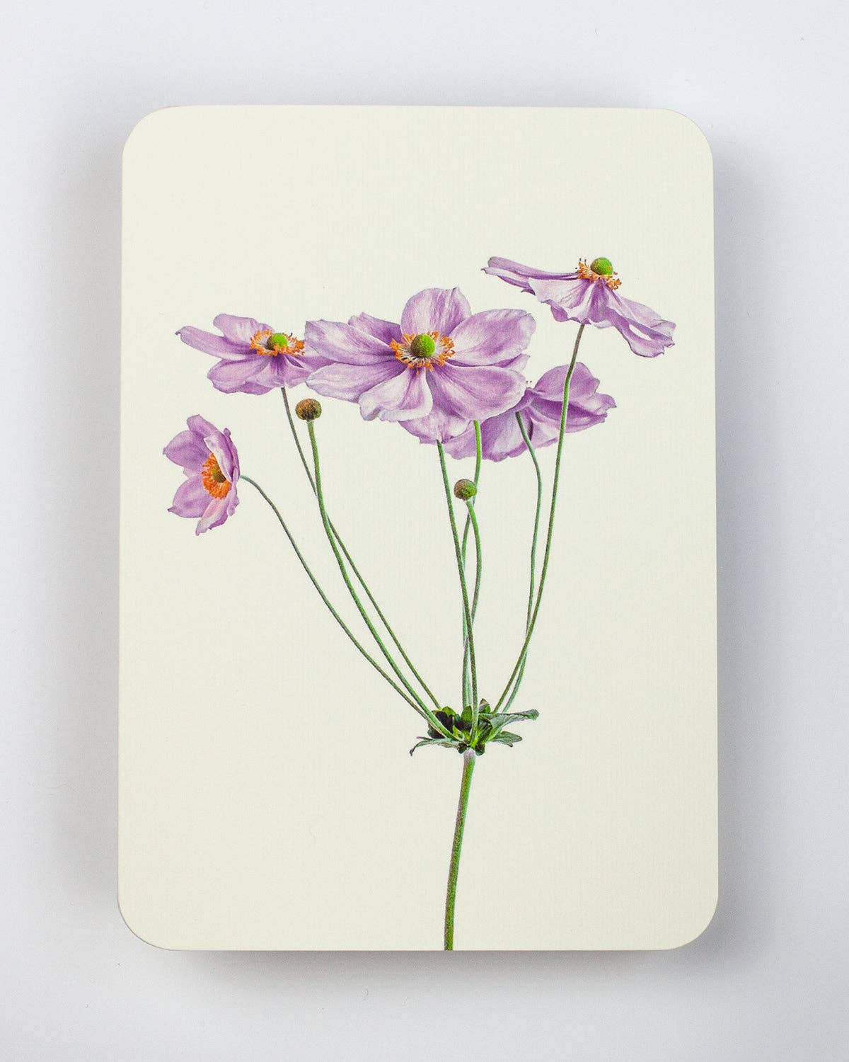 Anemone Greeting Card ~ Blank