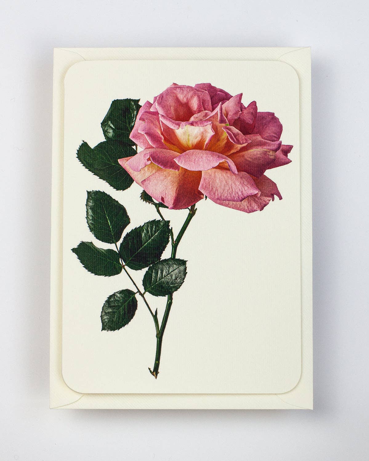 Pink Rose - Greeting Card - Blank