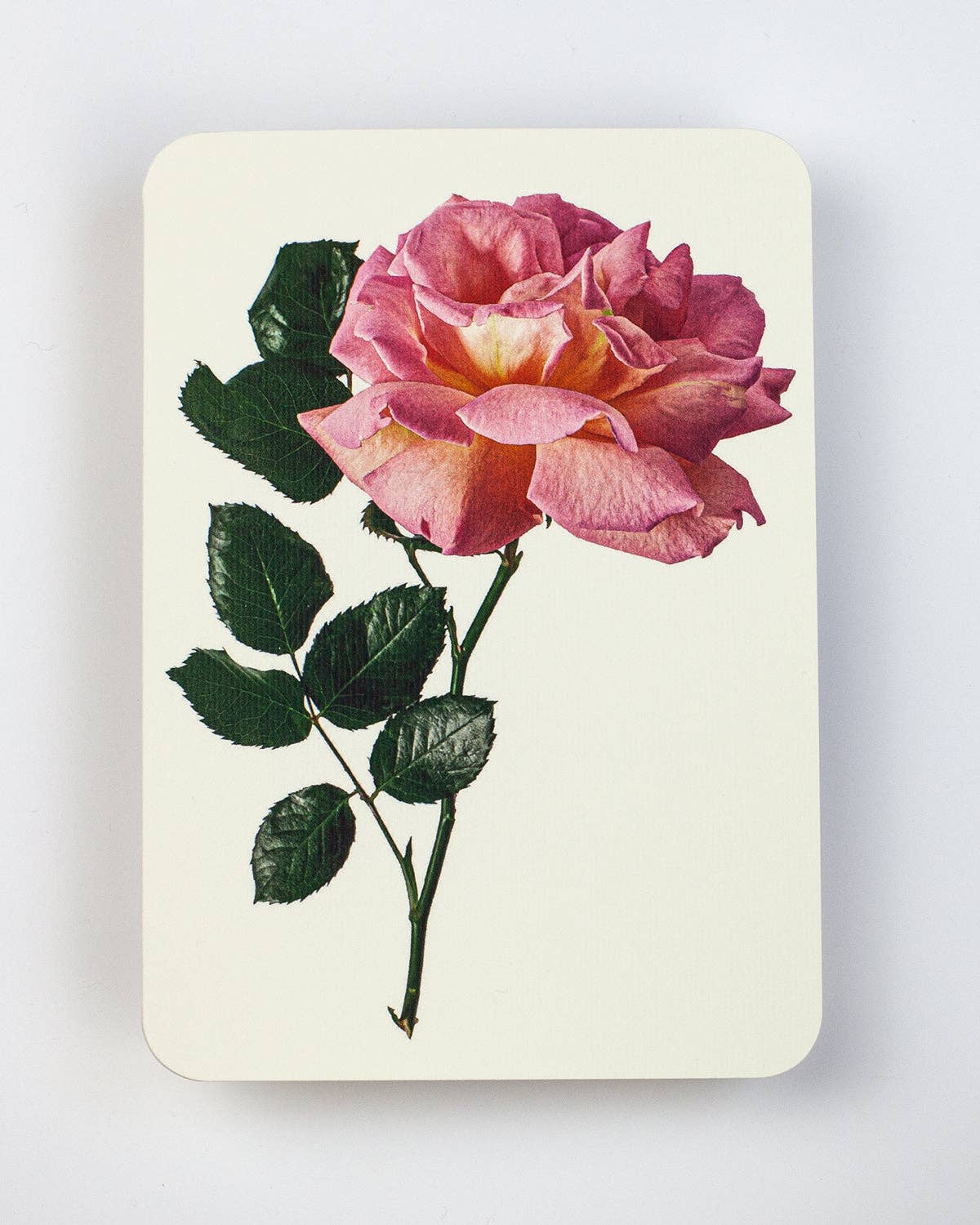 Pink Rose - Greeting Card - Blank