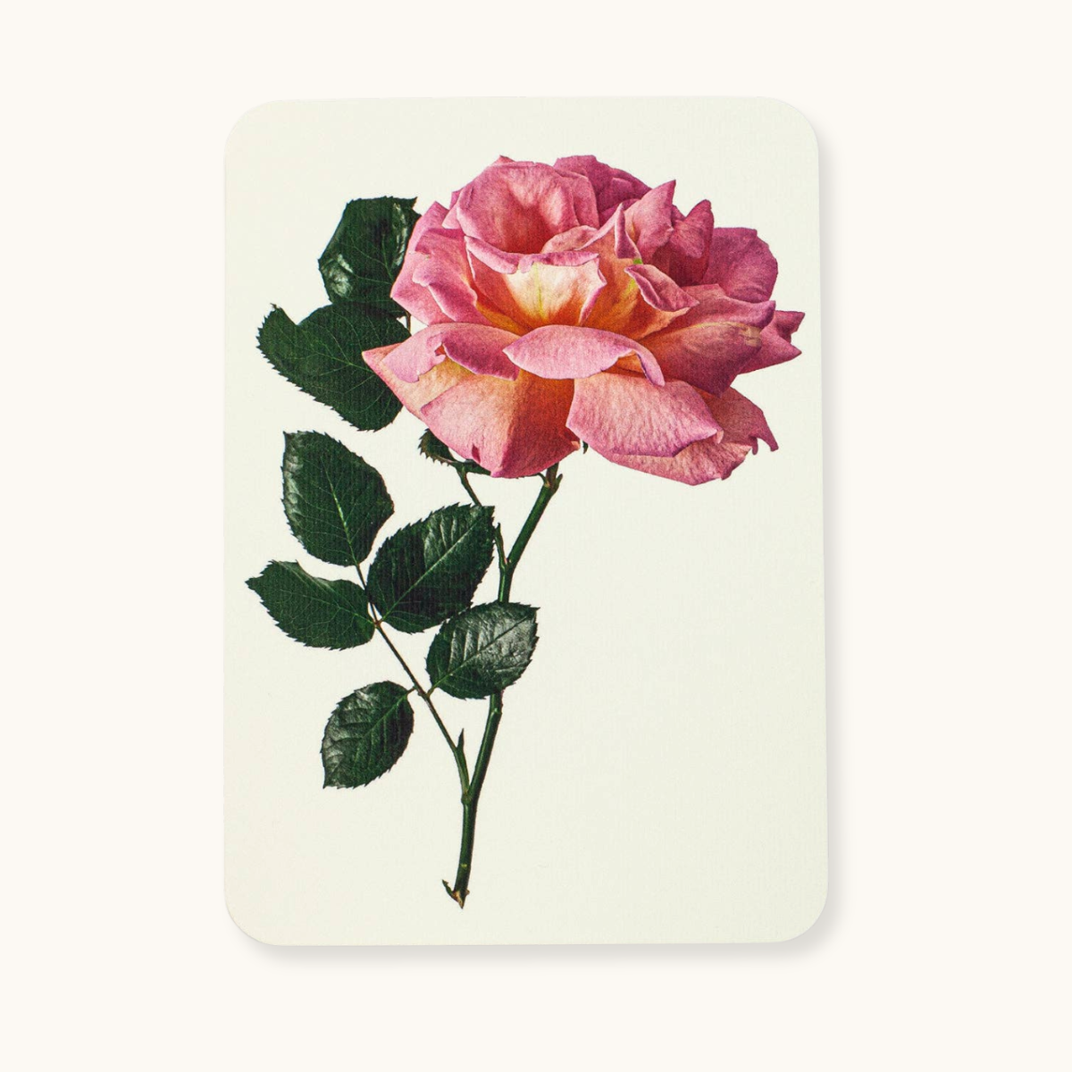 Pink Rose - Greeting Card - Blank