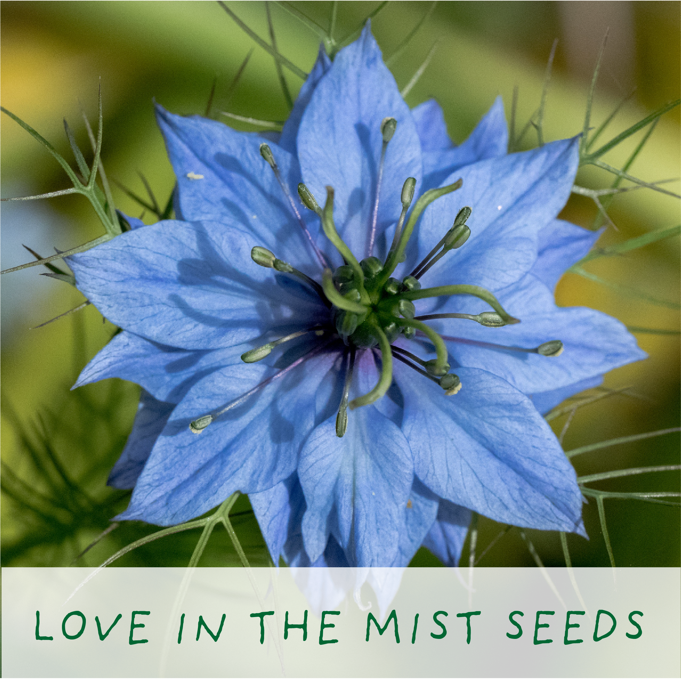 Seeds of Love - Grow Your Own Romantic Flowers