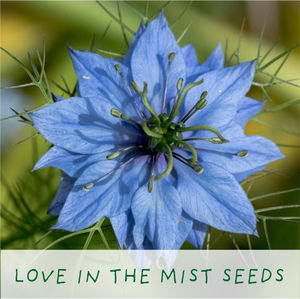 Seeds of Love - Grow Your Own Romantic Flowers