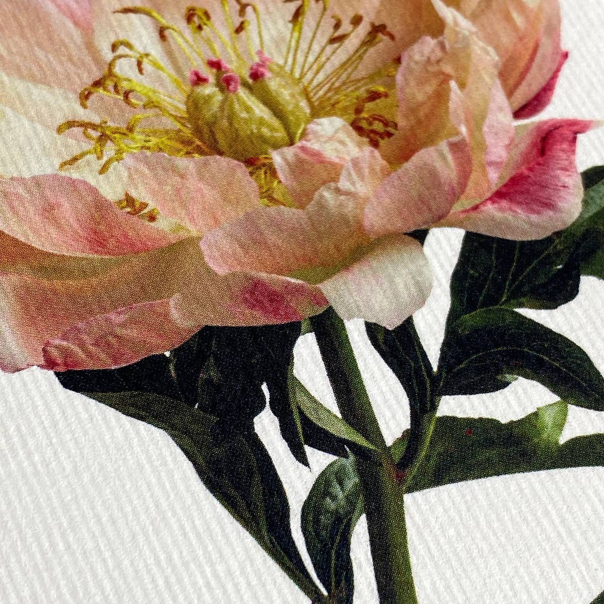 Peony Flower - Greeting Card - Blank